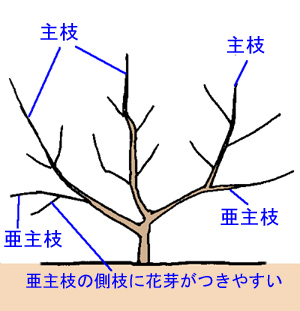 庭木と果樹の剪定タブー集: オール図解 ひと目でわかる切ってよい枝、悪い枝 (オレンジバックス 131) 西 良祐 柑橘類の剪定 図解